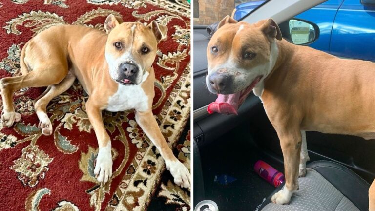 Dog up for adoption: Owner Set to Put Pitbull Down Before He Moved, Until Selfless Act of Kindness Changed Everything