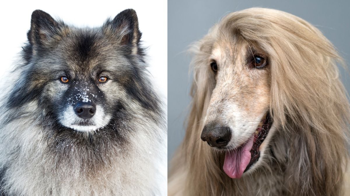 Long hair dog best sale