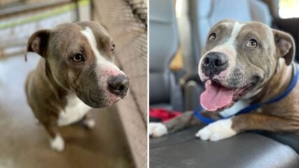 Mama Coco Abandoned in Vacant Home With Her Pup; Now Stuck in Shelter for 5 Months Waiting for Love