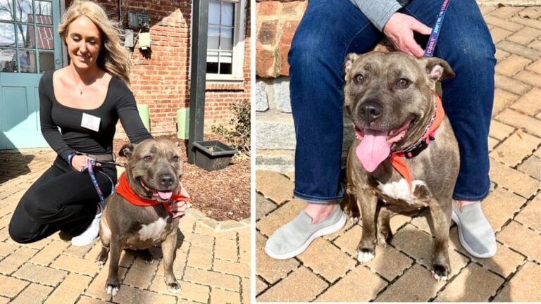 Dog up for adoption: Racing Against the Clock: Mara the Pit Bull's Search for a Loving Home Enters Final Stretch