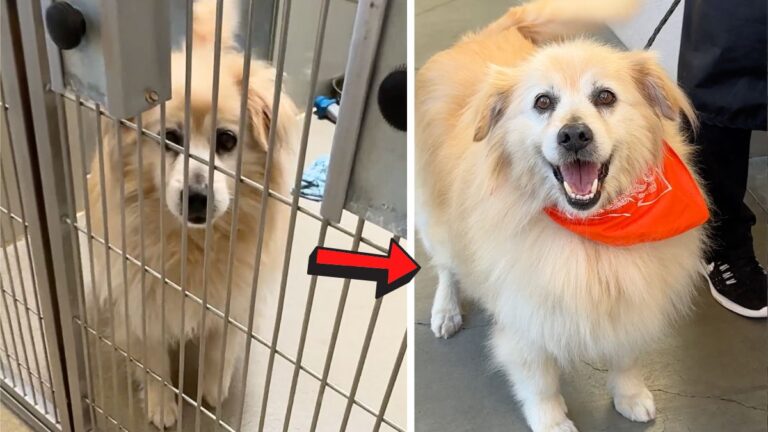 Dog makeover: This Golden Retriever Was Dumped at a Shelter Because He Was 'Too Old' — His Makeover Will Melt Your Heart