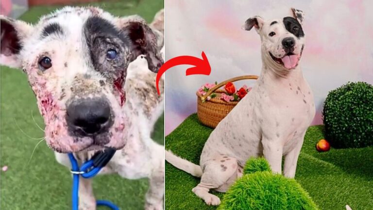 Miracle Mutt: Emaciated Stray's Incredible Transformation Has Him Ready for Forever Home