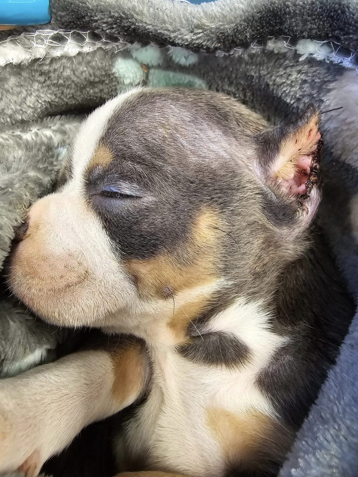 Tiny Puppy Abandoned After Botched Ear Cropping.