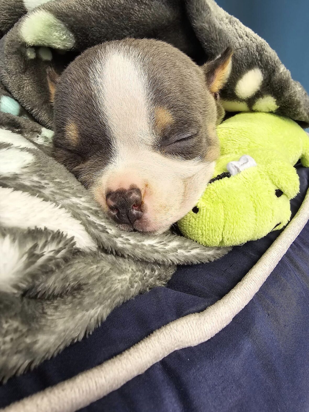 Tiny Puppy Abandoned After Botched Ear Cropping