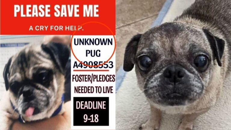 This Senior Pug Was So Medically Complex, The Shelter Couldn’t Determine If It Was a Boy or Girl