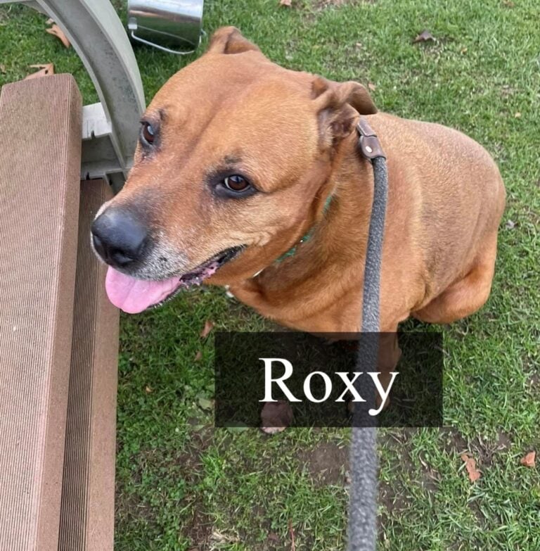 Dog up for Adoption - Roxy Returned to Shelter AGAIN: Financial Crisis Triggers  Heartbreaking Return