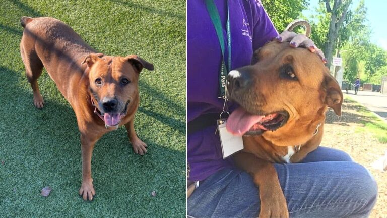 Dog up for Adoption - Roxy Returned to Shelter AGAIN: Financial Crisis Triggers  Heartbreaking Return