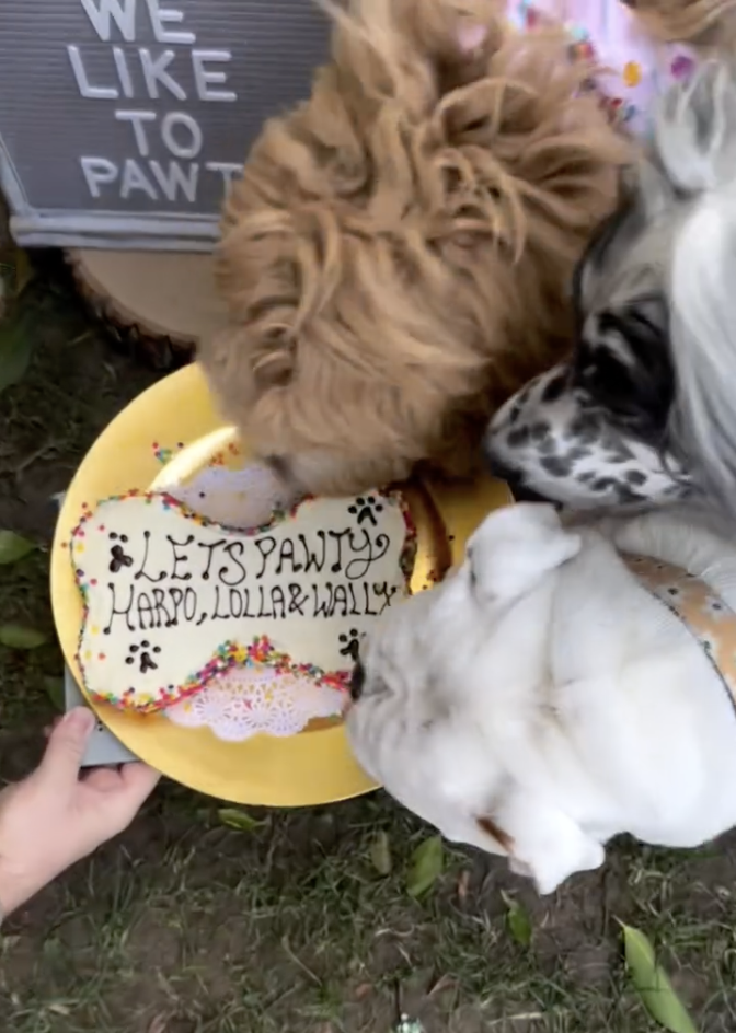 Dog Epic Birthday Bash: Labradoodle's Birthday Cake Lasts Seconds Before It's Wolfed Down in Epic Pawty