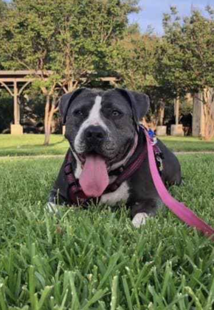 Woman’s Rescue of Pit Bull Scheduled To Live Last Moments Is a Race Against TIme