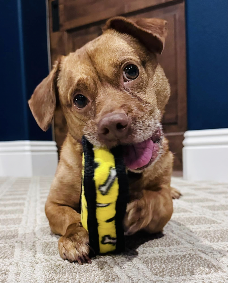 dog up for adoption / Rescue dog: This Little Dog Survived a Hit-and-Run, Then Waited for a Family That Never Came