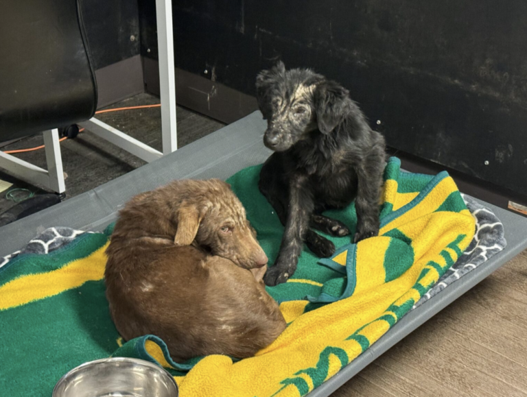 Dog rescue: Starving Pups Rescued From Freezing Temps Now Refuse to Leave Their Warm Bed & Shower Rescuers with Kisses