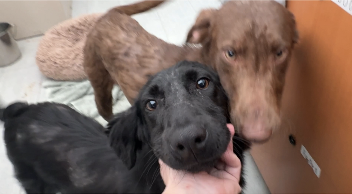 Starving Pups Rescued From Freezing Temps Now Shower Rescuers with ...