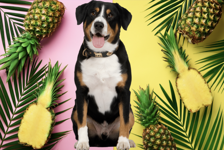 Can Dogs Eat Pineapple
