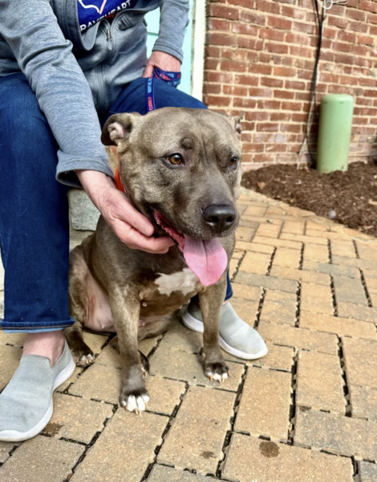 Dog up for adoption: Racing Against the Clock: Mara the Pit Bull's Search for a Loving Home Enters Final Stretch