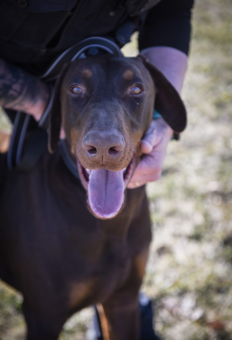 Dog Rescue: Zip-Tied Doberman Gets New 'Leash' on Life When Compassionate Cop Becomes His Rescuer and Mom