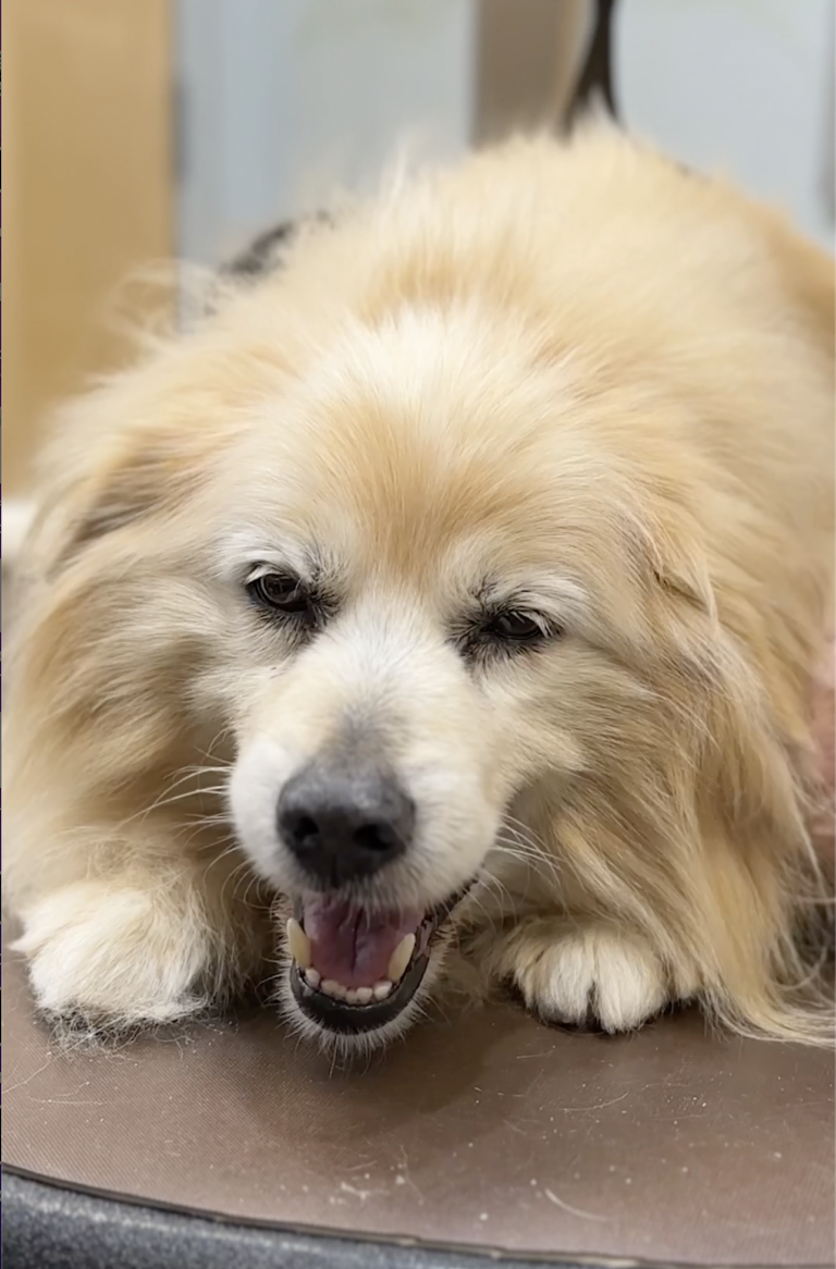 Dog makeover: This Golden Retriever Was Dumped at a Shelter Because He Was 'Too Old' — His Makeover Will Melt Your Heart