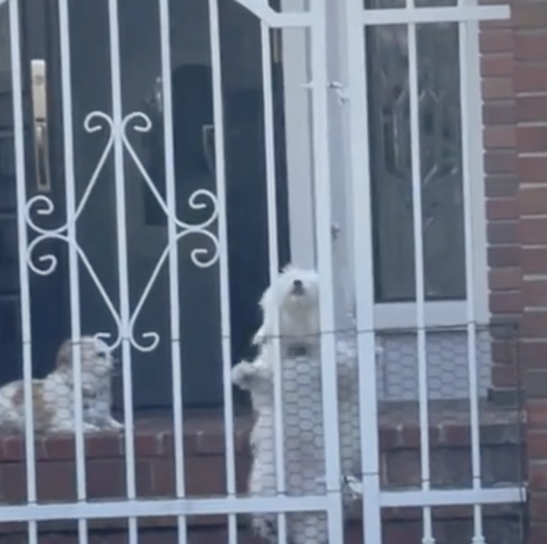 Velcro dog: Tiny Escape Artist Maltese Scales Fence in Epic Mission to Reach Mom