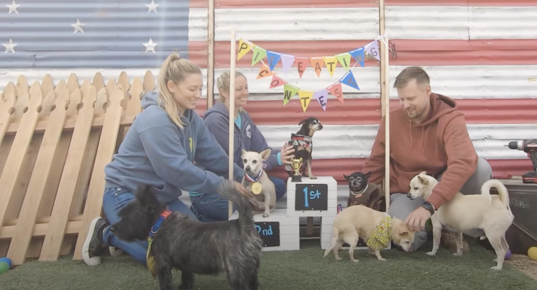 Senior Dog Pie Eating Contest