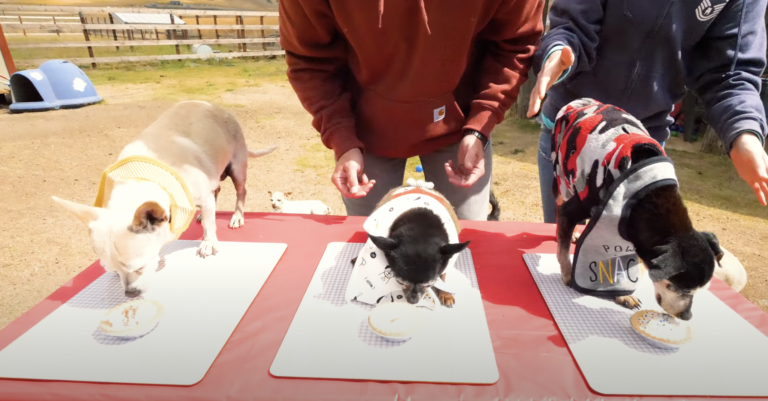 Senior Dog Pie Eating Contest