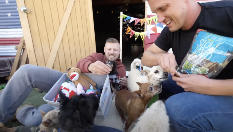 Senior Dog Pie Eating Contest