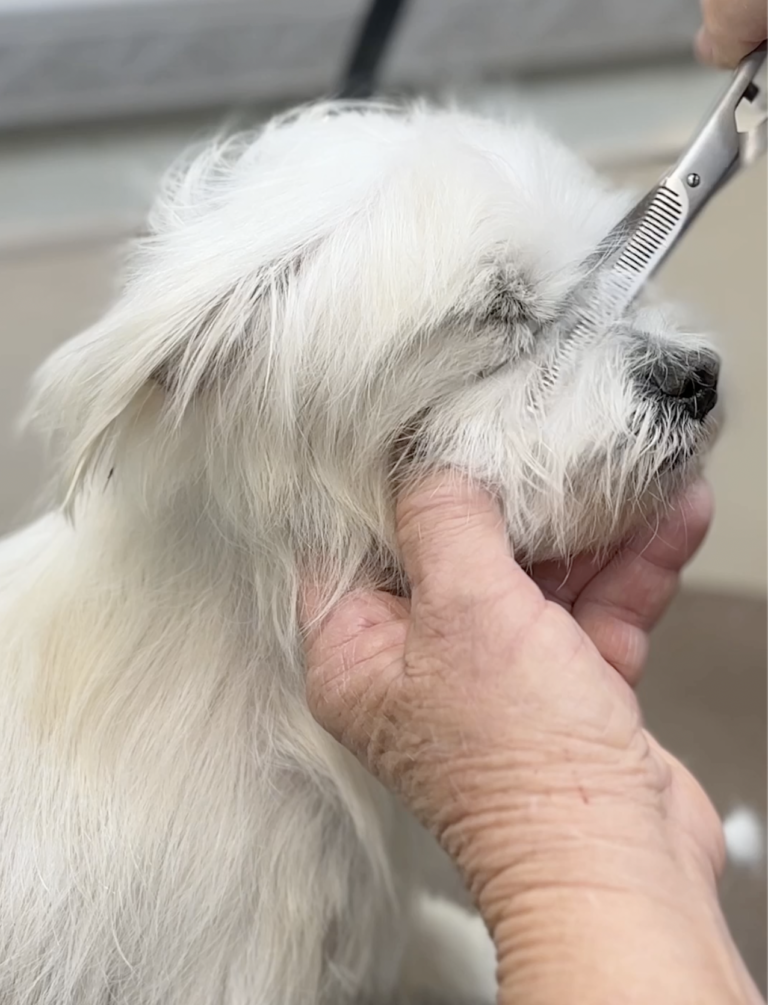 Dog makeover: Keanu's Comeback: How a 'Cool Breeze' Blowed Away the Gloom of Shelter Life!