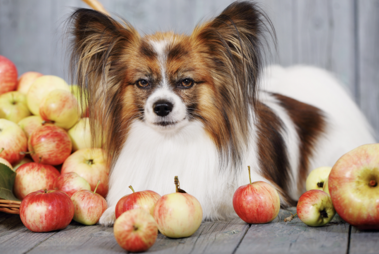 Can dogs eat apples?