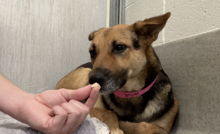 sitting with dogs: Discover How a Pint-Sized German Shepherd Captures Love with Just One Look!