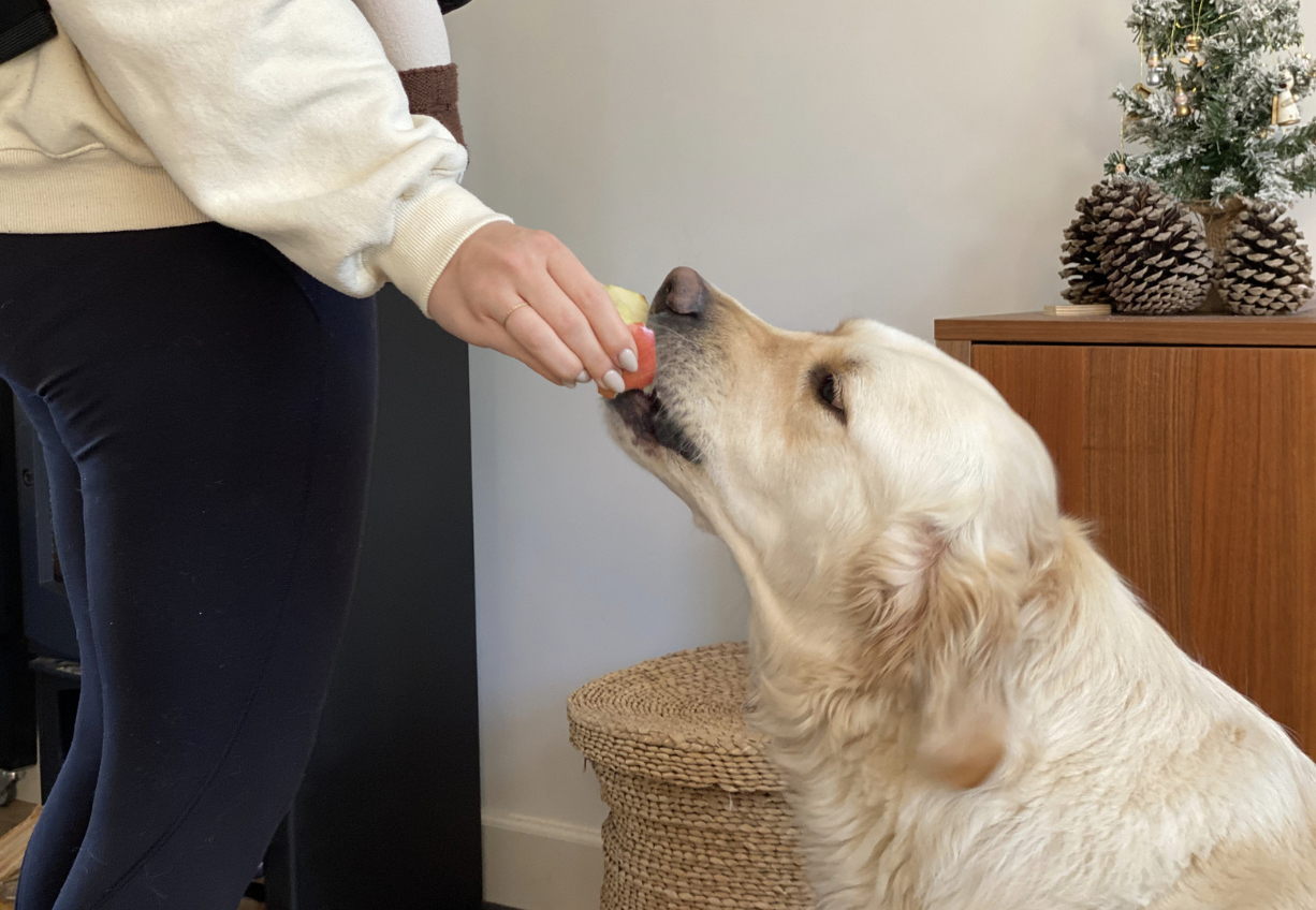 Can DOGS Eat Apples? Here's How to Safely Feed Them + Recipes - Rocky ...