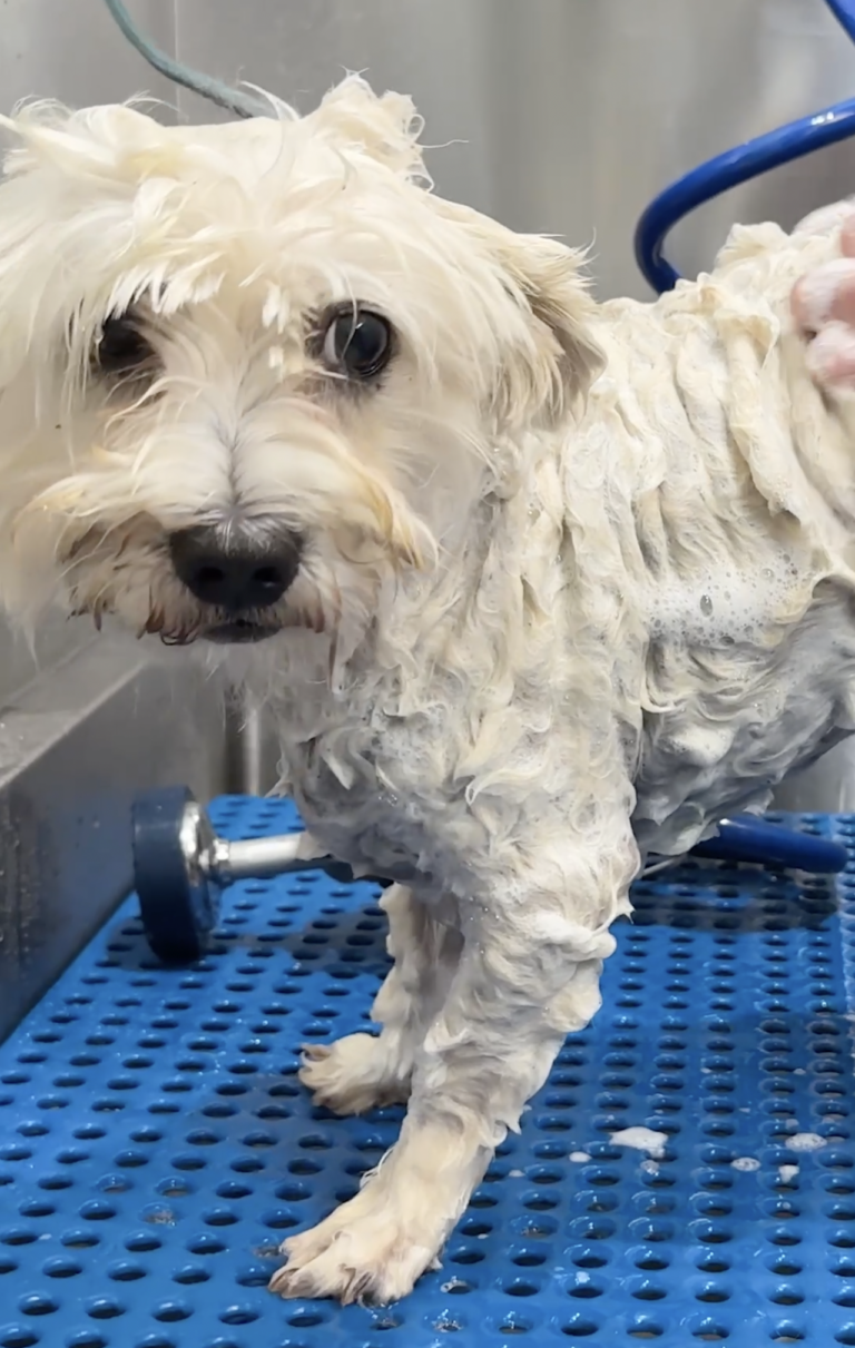 Dog Grooming: This Maltese Was Called a 'Hot Mess'—See Her Heartwarming Glow-Up!
