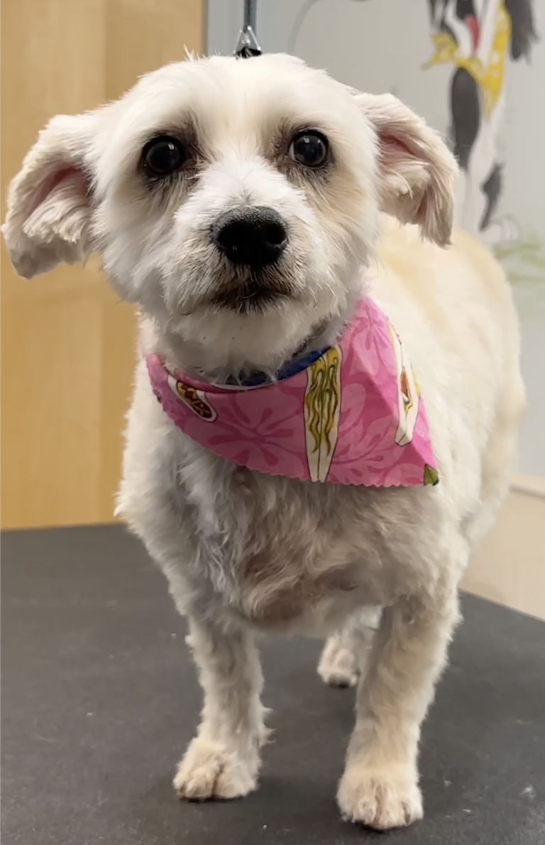 Dog Grooming: This Maltese Was Called a 'Hot Mess'—See Her Heartwarming Glow-Up!
