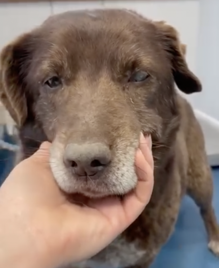 Blind Abandoned Dog Survived on Strangers' Kindness in Romania Until Help Arrived