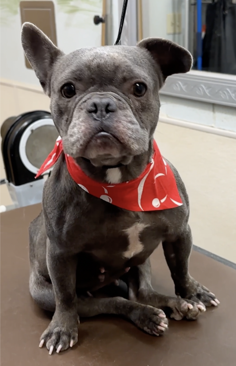 Dog Grooming: Injured French Bulldog Dumped in Night Drop Finds Hope and Healing with Shelter Heroes