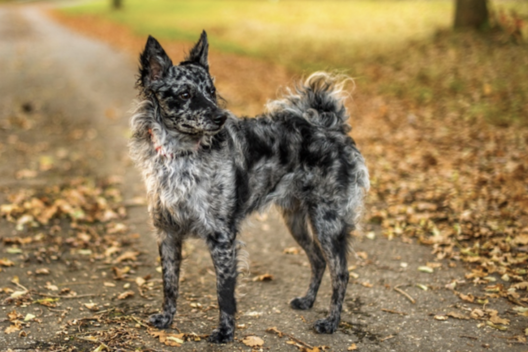 Dog Breeds RARELY Seen Outside Their Native Countries: Mudi (Hungary) 