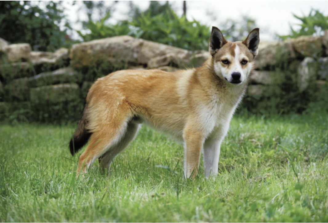 Dog Breeds RARELY Seen Outside Their Native Countries: Norwegian Lundehund (Norway) 