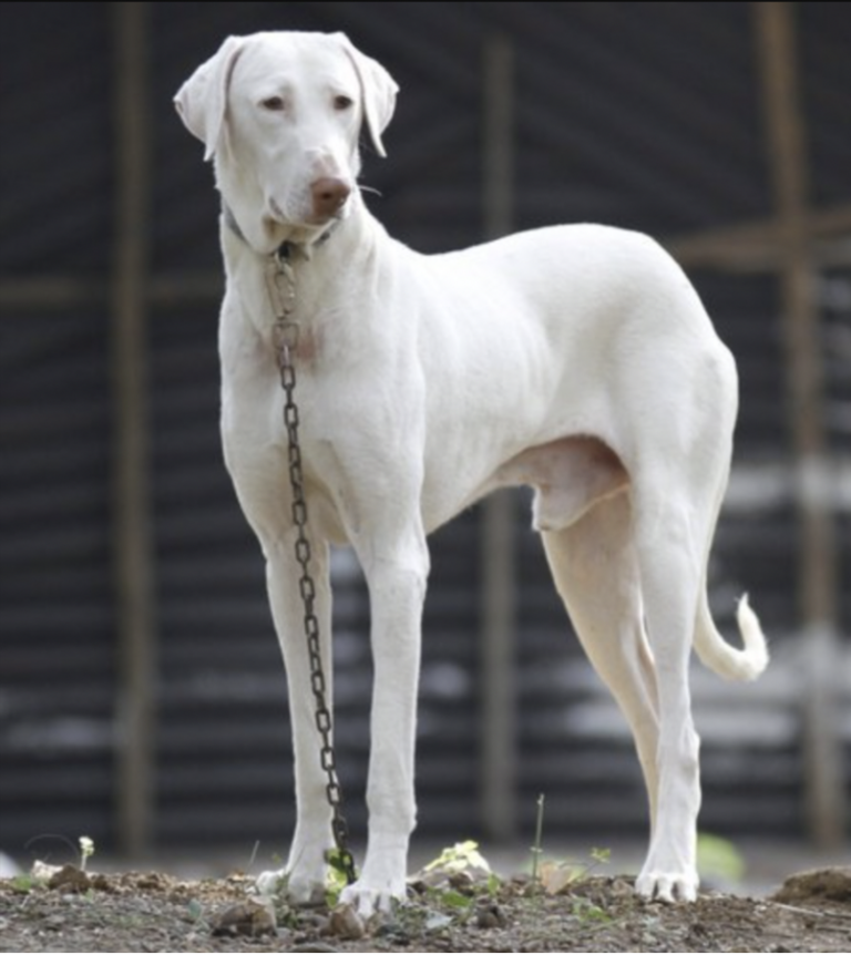 Dog Breeds RARELY Seen Outside Their Native Countries: Rajapalayam (India) 
