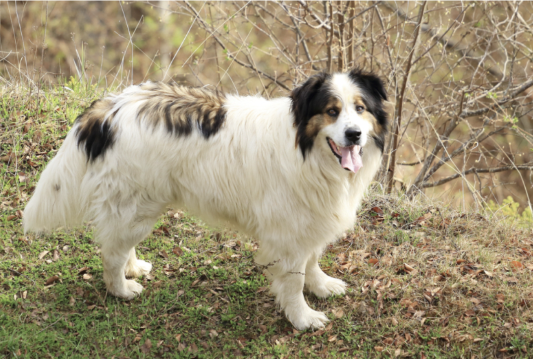 Dog Breeds RARELY Seen Outside Their Native Countries: Tornjak (Bosnia and Herzegovina, Croatia) 