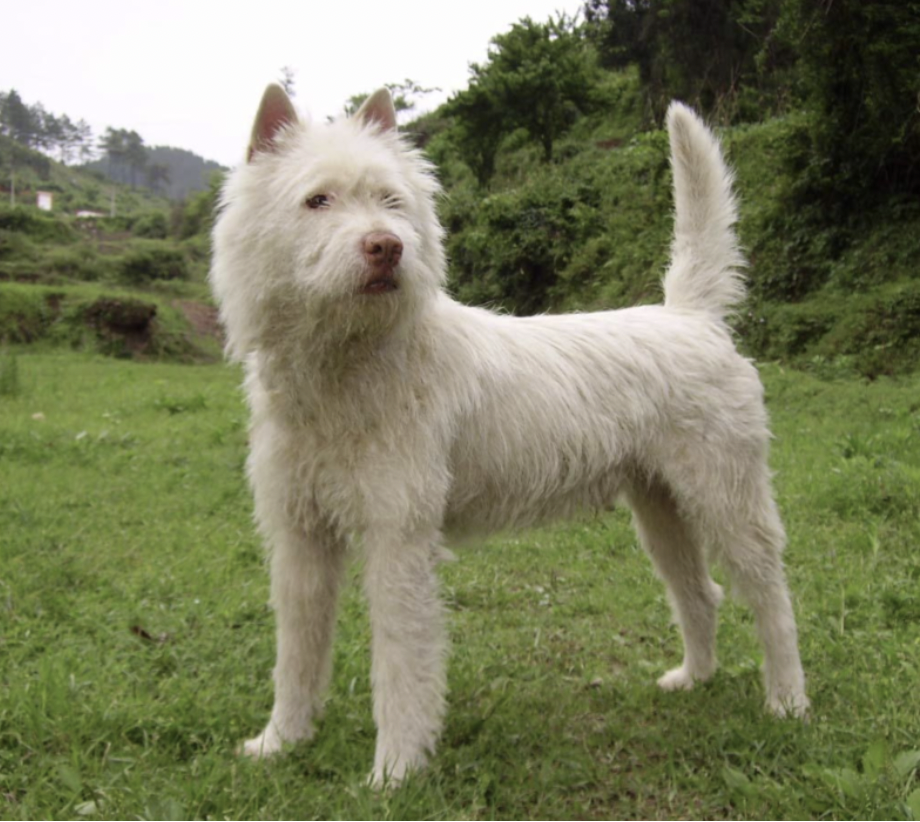 Dog Breeds RARELY Seen Outside Their Native Countries: Xiasi Dog (China) 