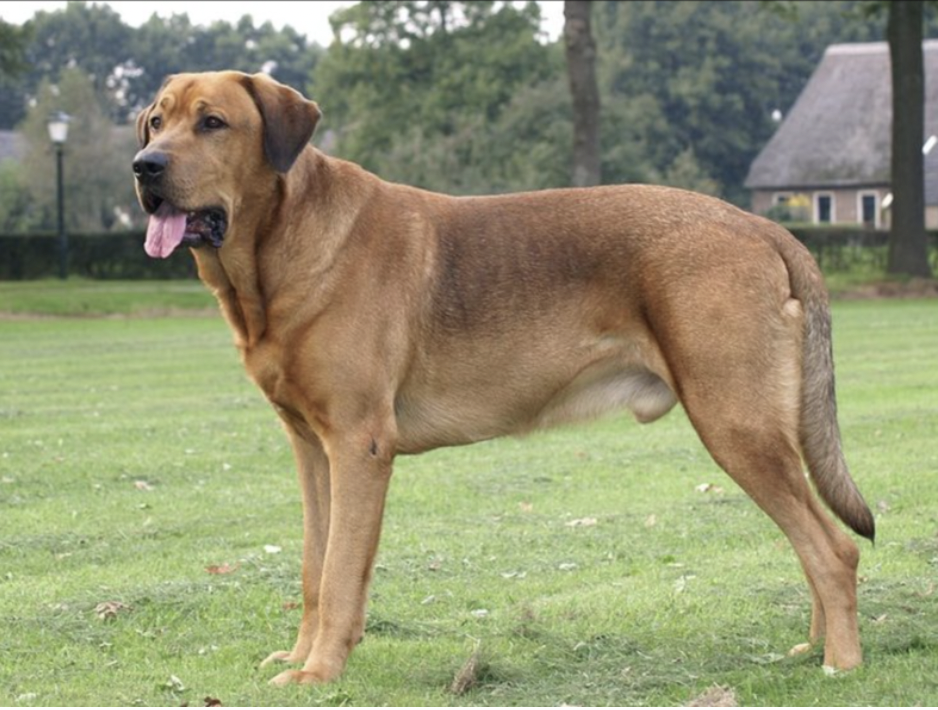 Dog Breeds RARELY Seen Outside Their Native Countries: Broholmer (Denmark) 