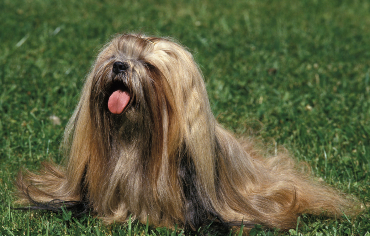 Long Haired Dog Breeds: Shih Tzu