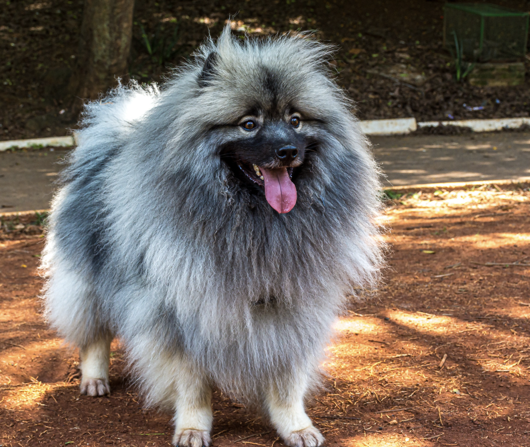 Long Haired Dog Breeds: Keeshond