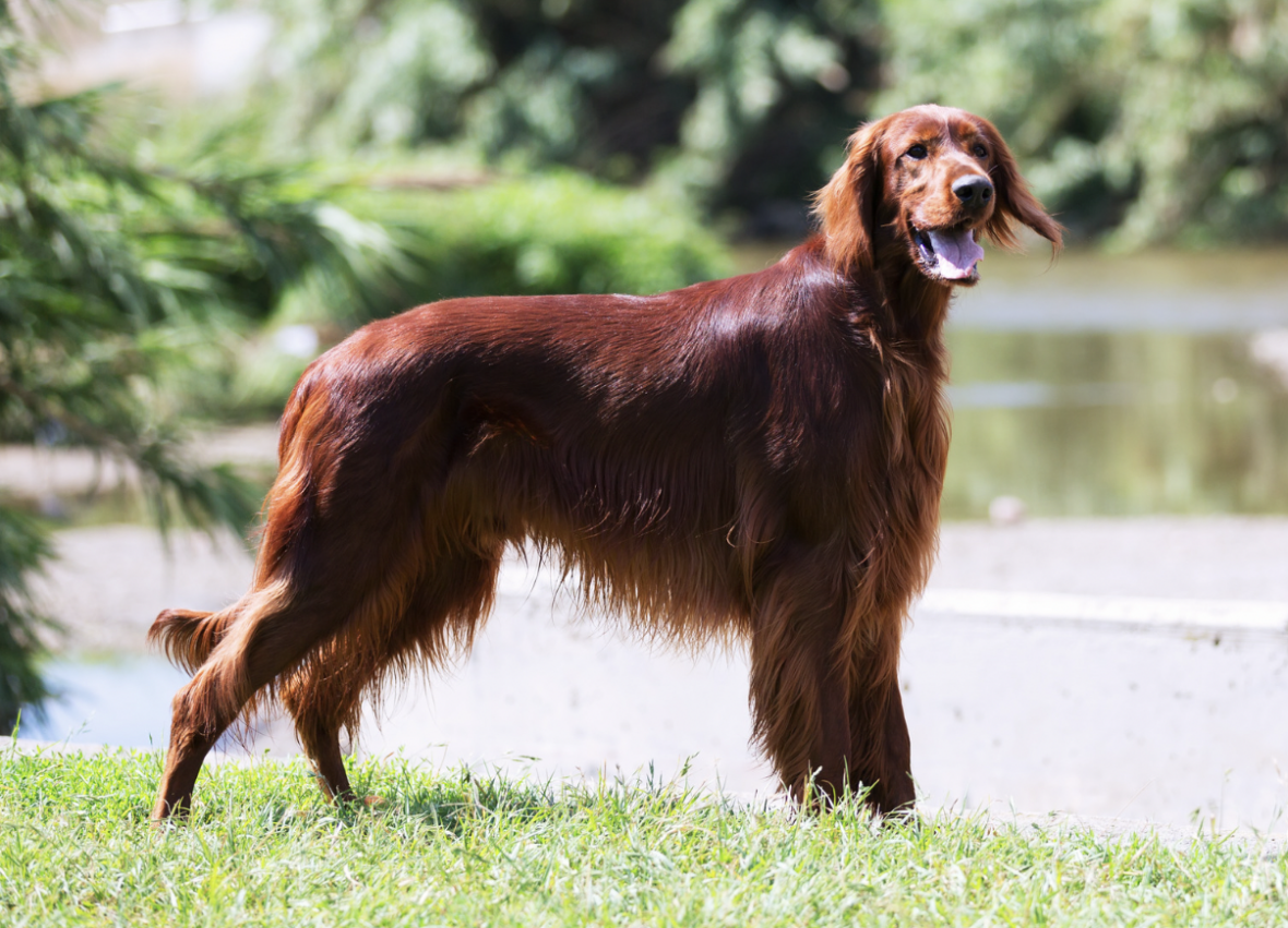 Long Haired Dog Breeds: Irish Setter