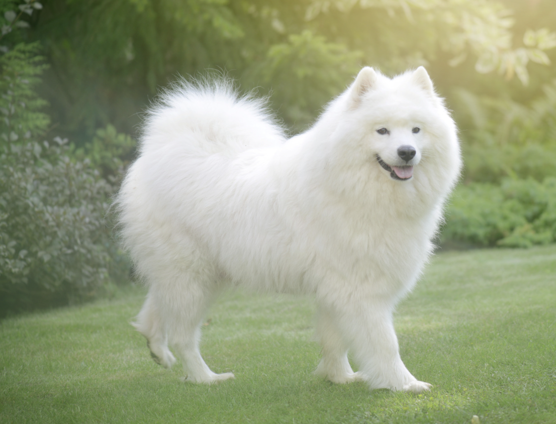 Long Haired Dog Breeds: Samoyed