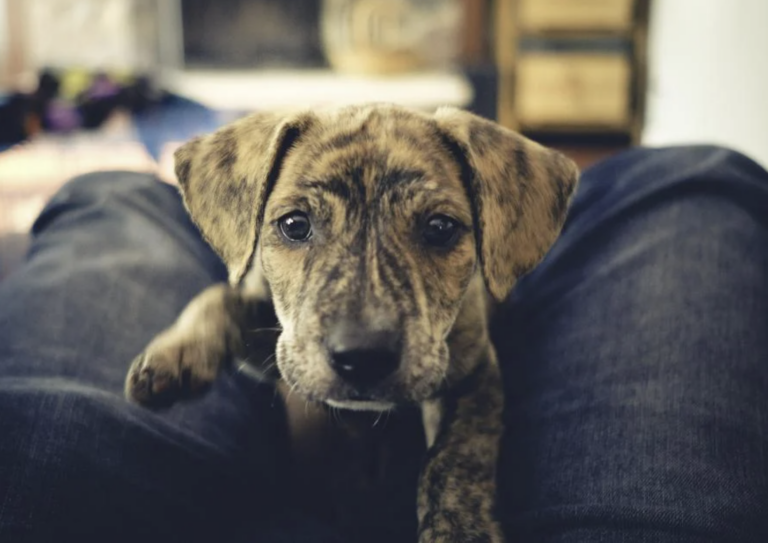 Black Mouth Cur vs. Mountain Cur: What’s The Difference?