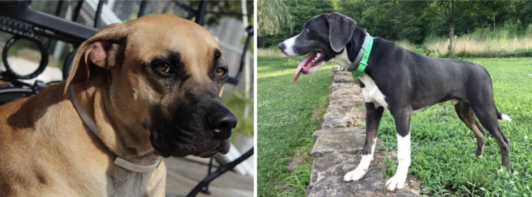 Black Mouth Cur vs. Mountain Cur: What’s The Difference?