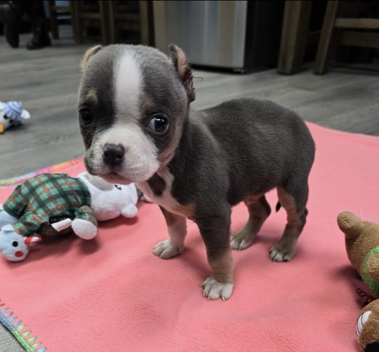 Tiny Puppy Abandoned After Botched Ear Cropping