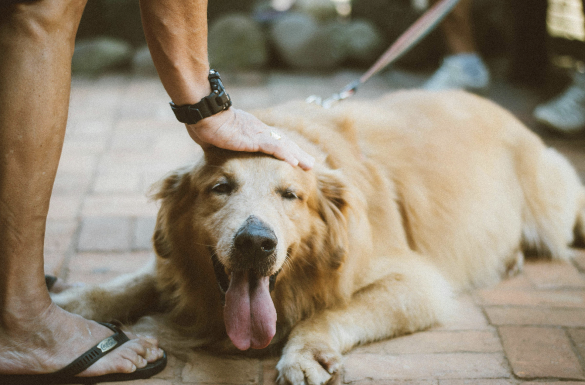 a happy golden retriever being petted