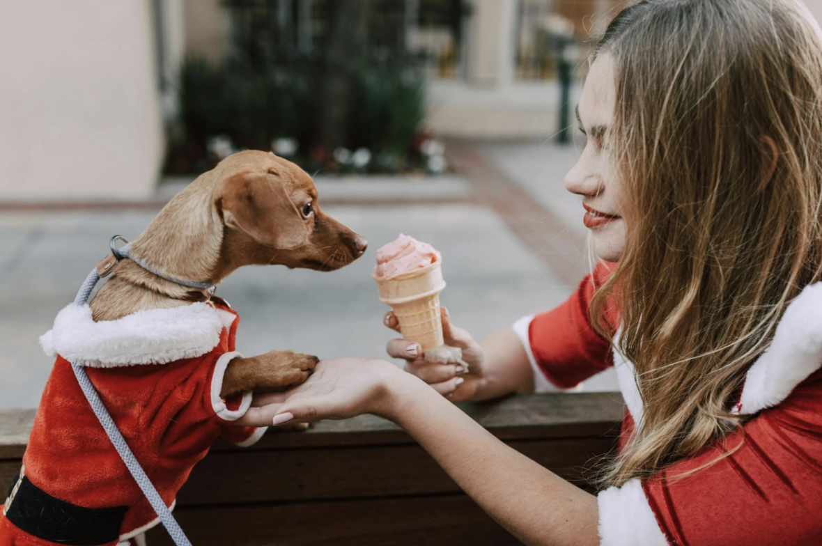 A girl giving an ice cream to her dog in celebrating Christmas