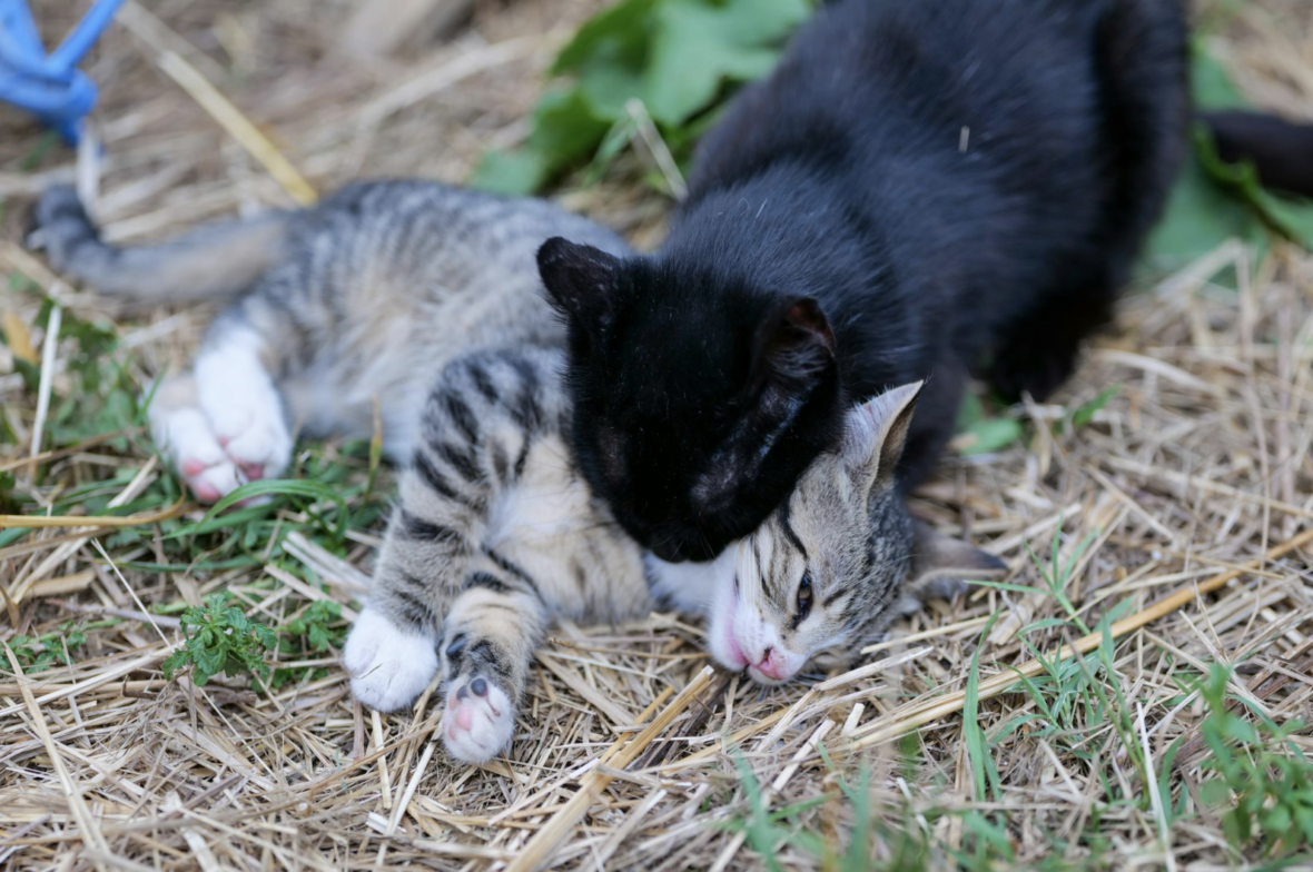 2 cats playing