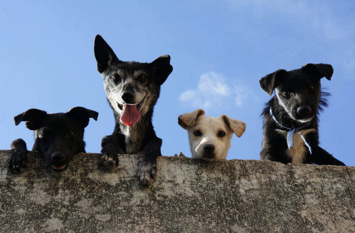 4 dogs looking down from top of a wall