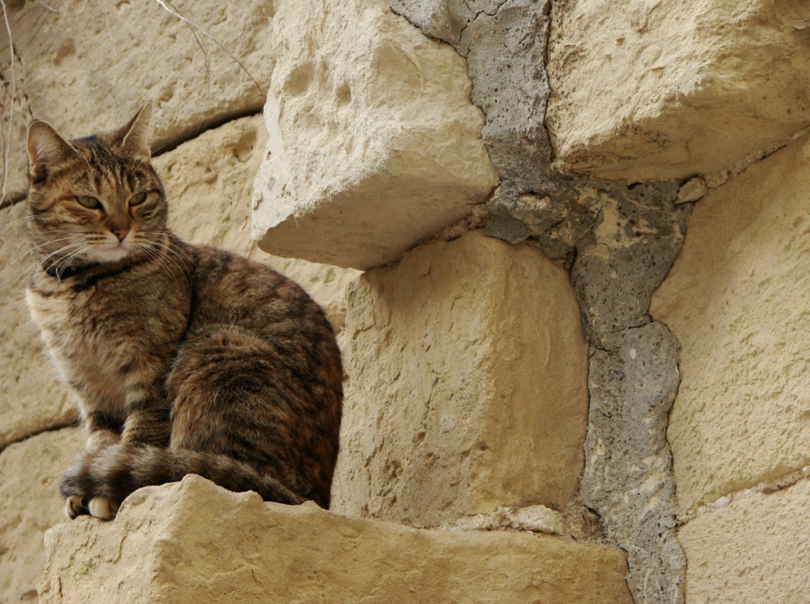 a cat sitting on a wall
